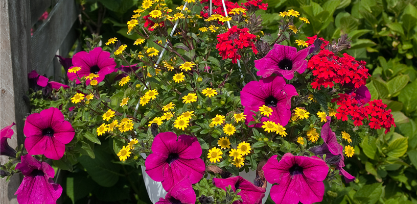 Plant Sale at the Arboretum at Tanglewood Park