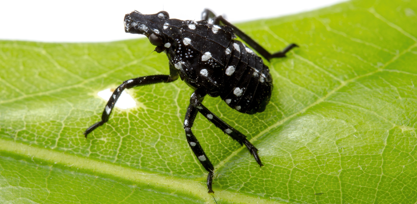 Spotted Lanternfly in Forsyth County